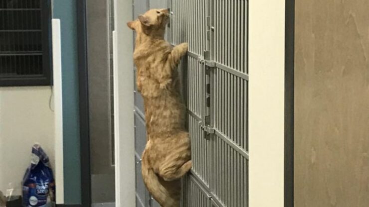 gatto infermiere gabbia