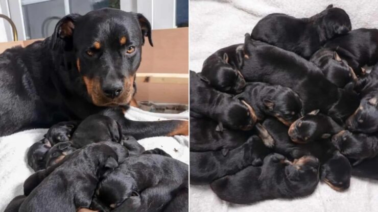 mamma e cuccioli