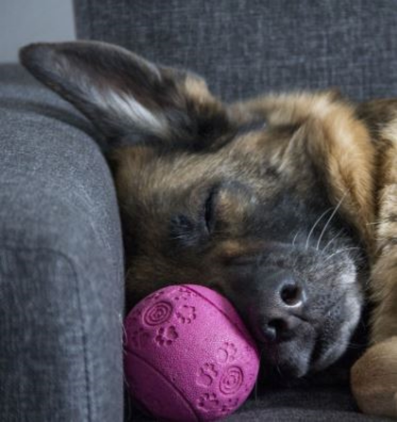 un cane sul divano