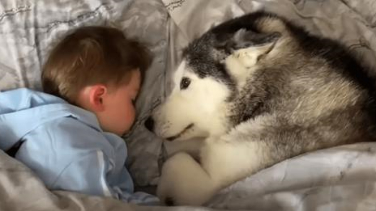 husky e bambino