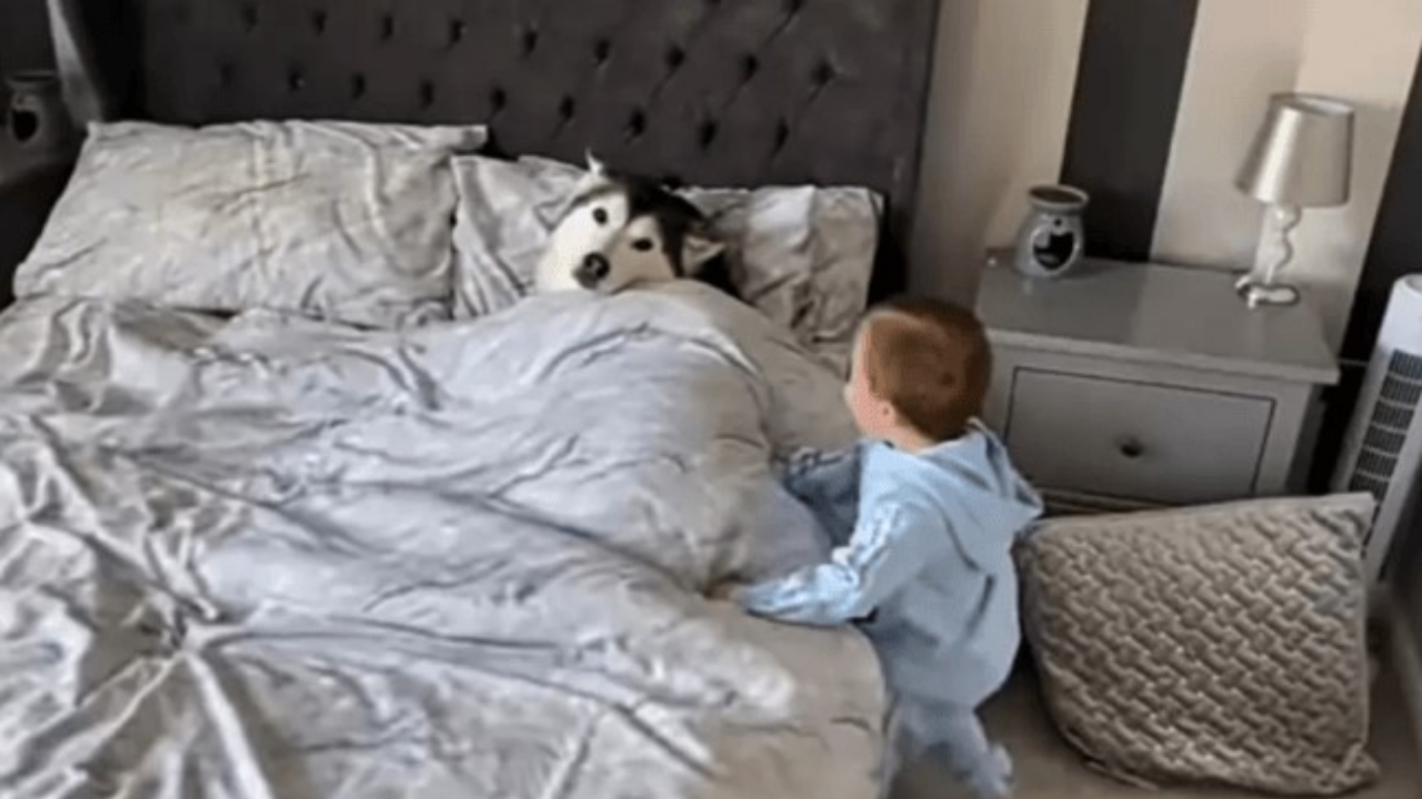 husky nel letto