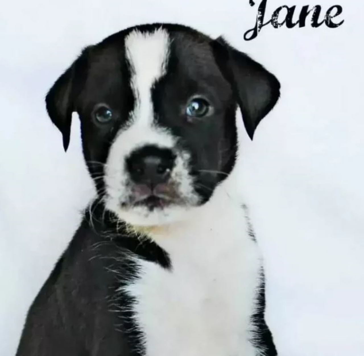 un cucciolo di nome Jane