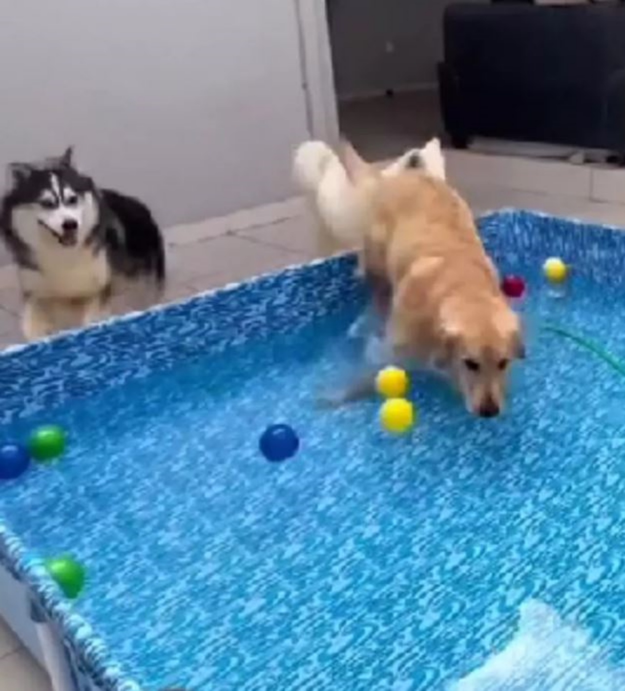 due cani che giocano