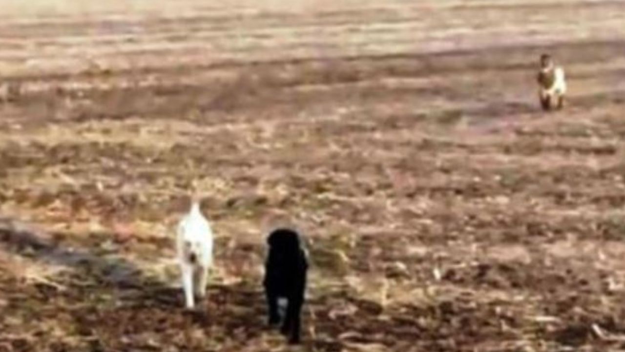 due cani e una capretta corrono