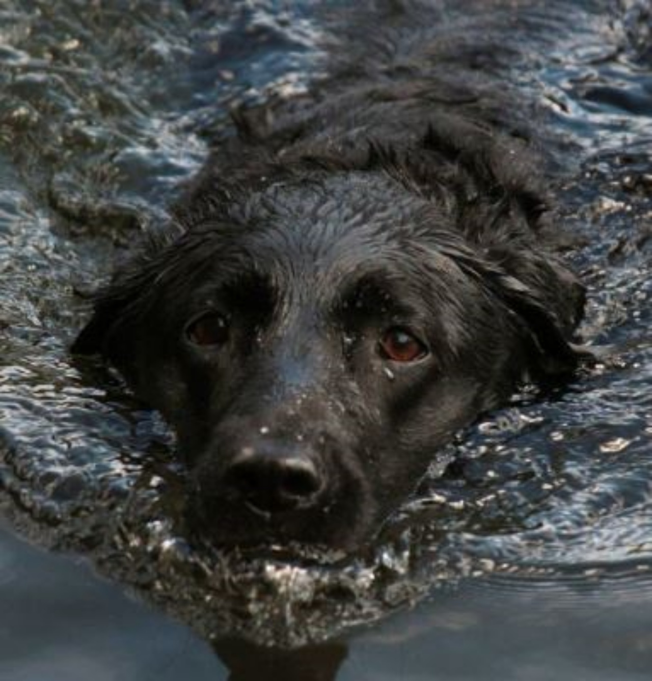 un labrador nero