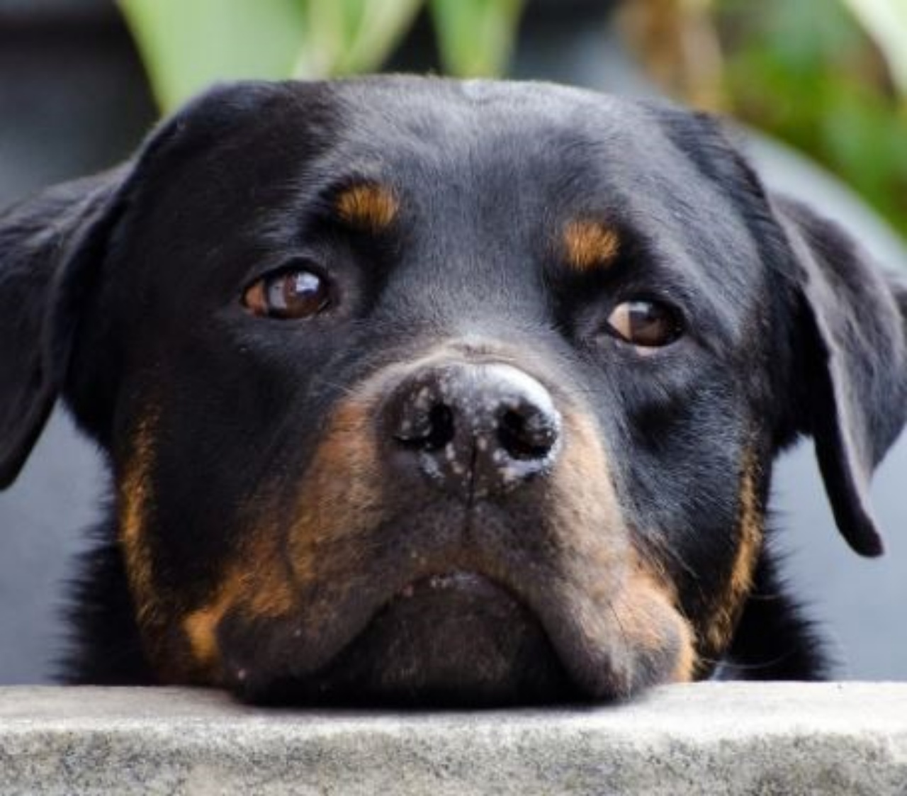 un Rottweiller