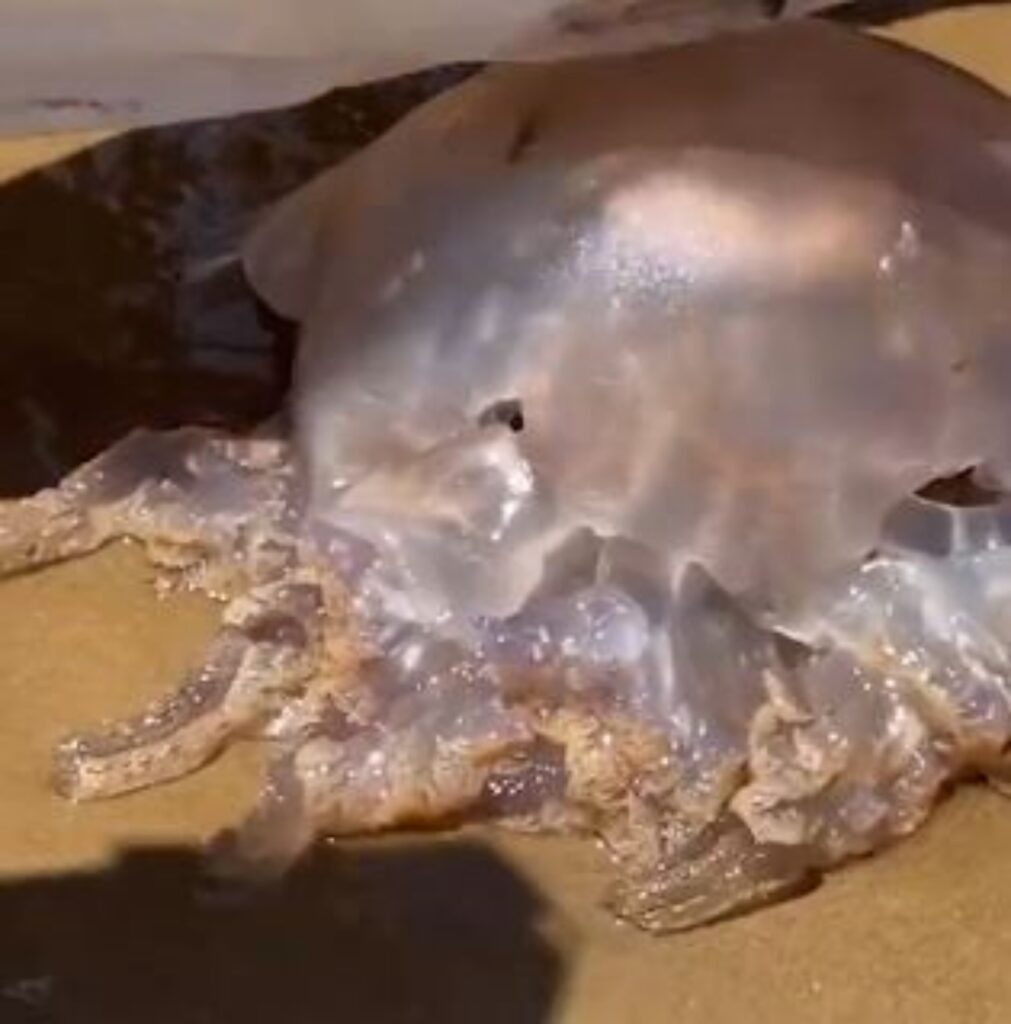 Medusa aliena gigante viene catturata