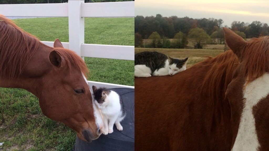 gatto con amico cavallo