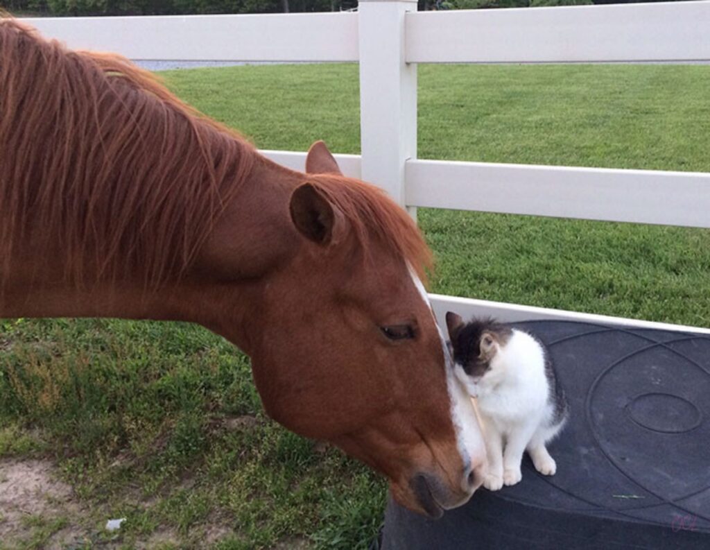 gatto con amico cavallo