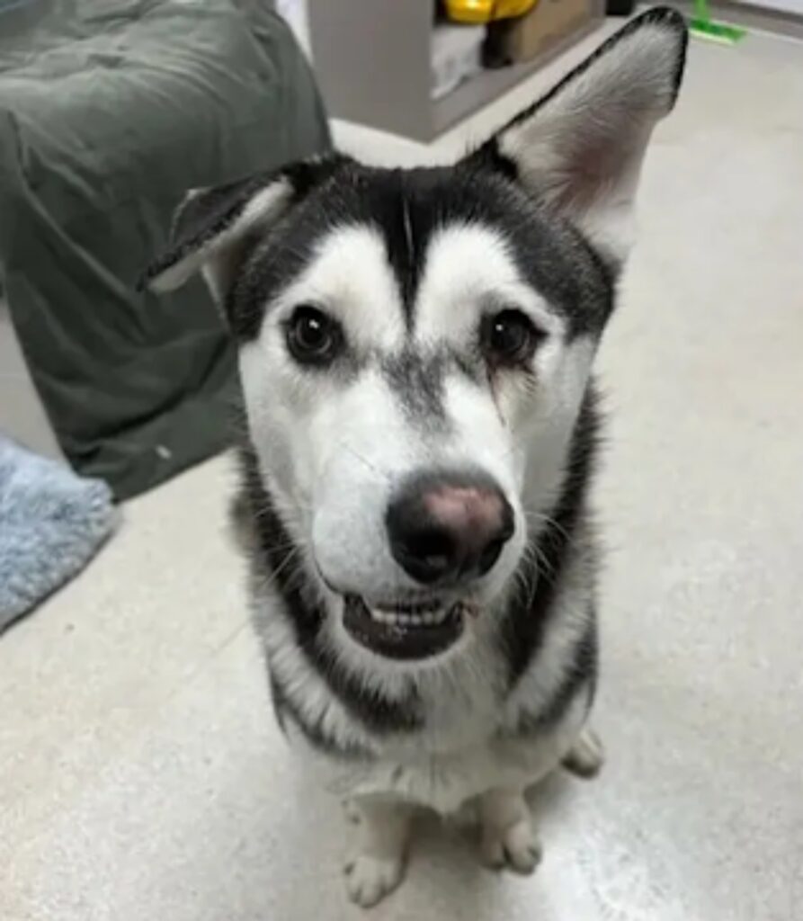 husky con muso storto