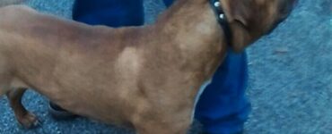 neonato trovato cane