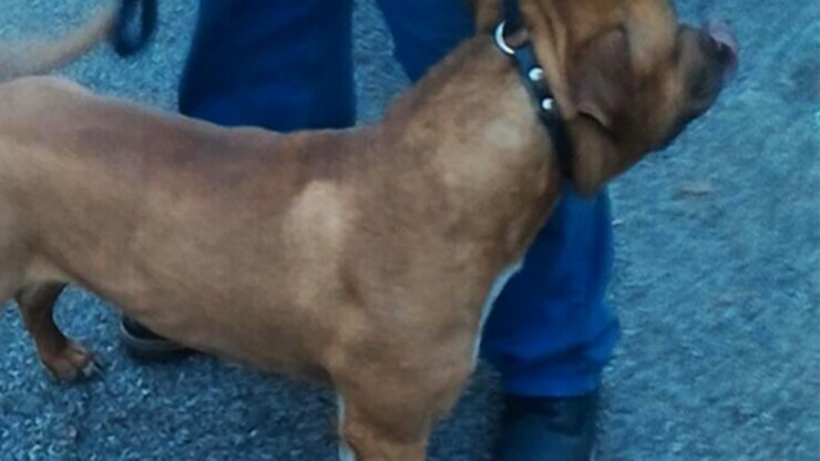 neonato trovato cane