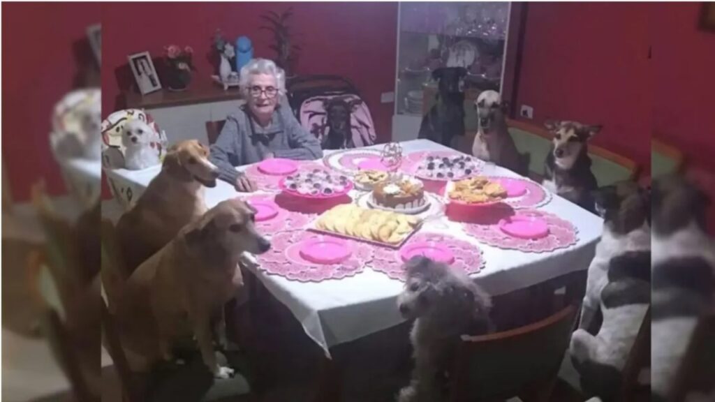 Nonna festeggia il compleanno con i suoi cani