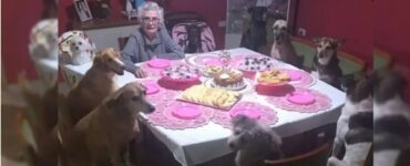 Nonna festeggia il compleanno con i suoi cani