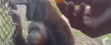 Orangotango chiede del cibo ad un visitatore