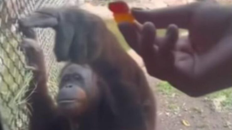 Orangotango chiede del cibo ad un visitatore