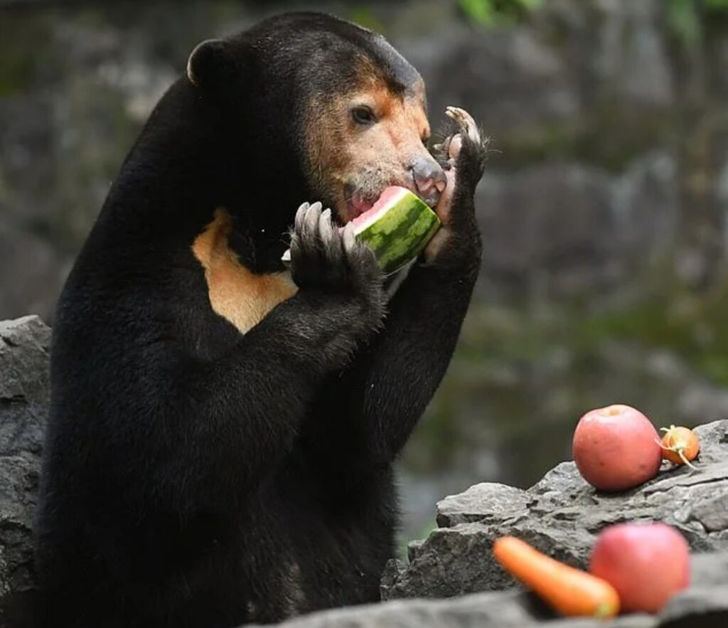 orso del sole che mangia