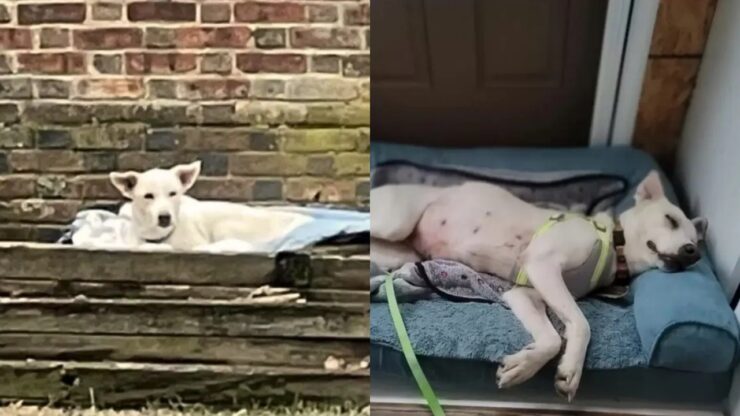 cane dorme in giardino