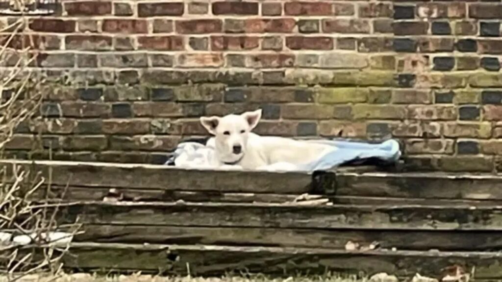 cane dorme in giardino