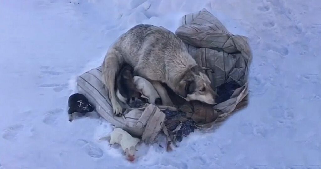 cane partorisce nella neve 10 cuccioli