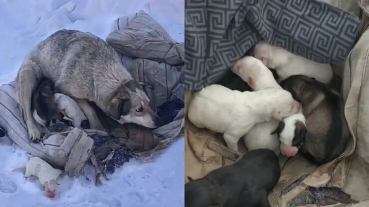 cane partorisce nella neve 10 cuccioli