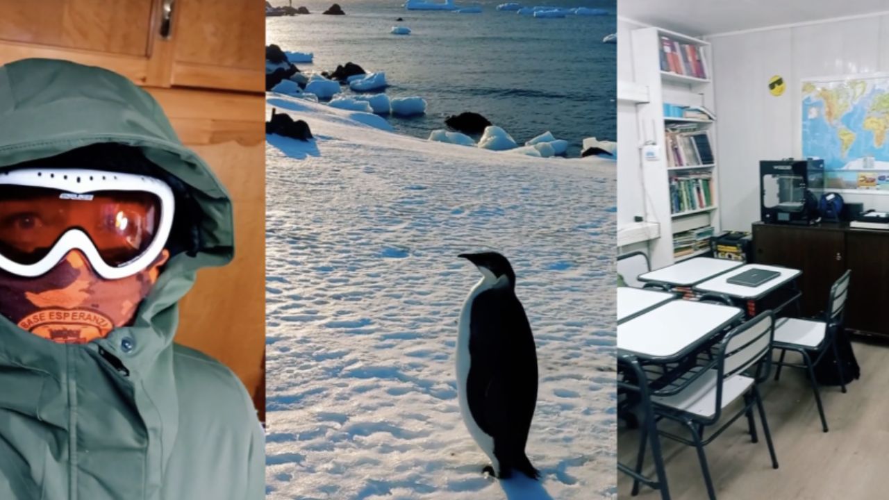 pinguino in antartide