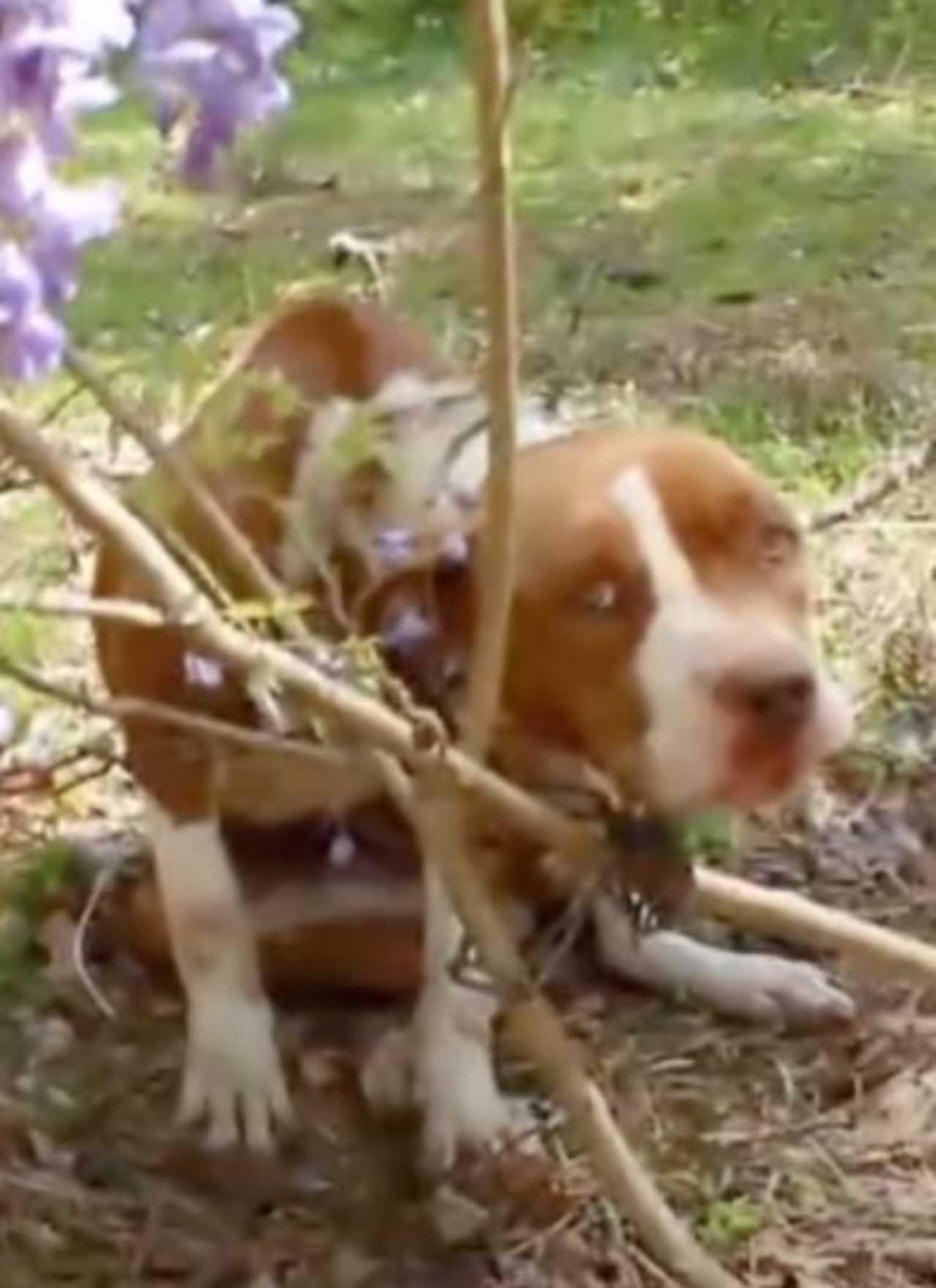 un cane legato a dei rami con una catena