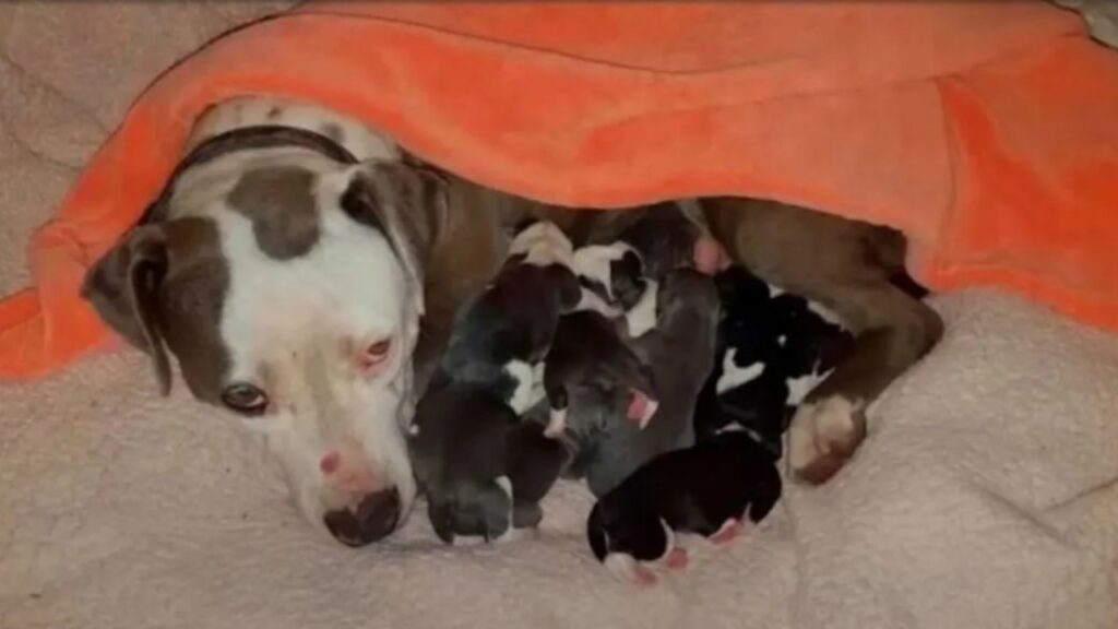 Pitbull partorisce dei meravigliosi cuccioli