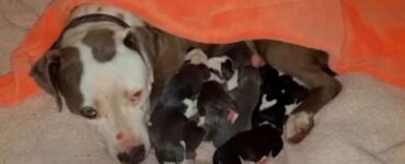 Pitbull partorisce dei meravigliosi cuccioli
