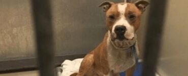 pitbull viene adottato gabbia