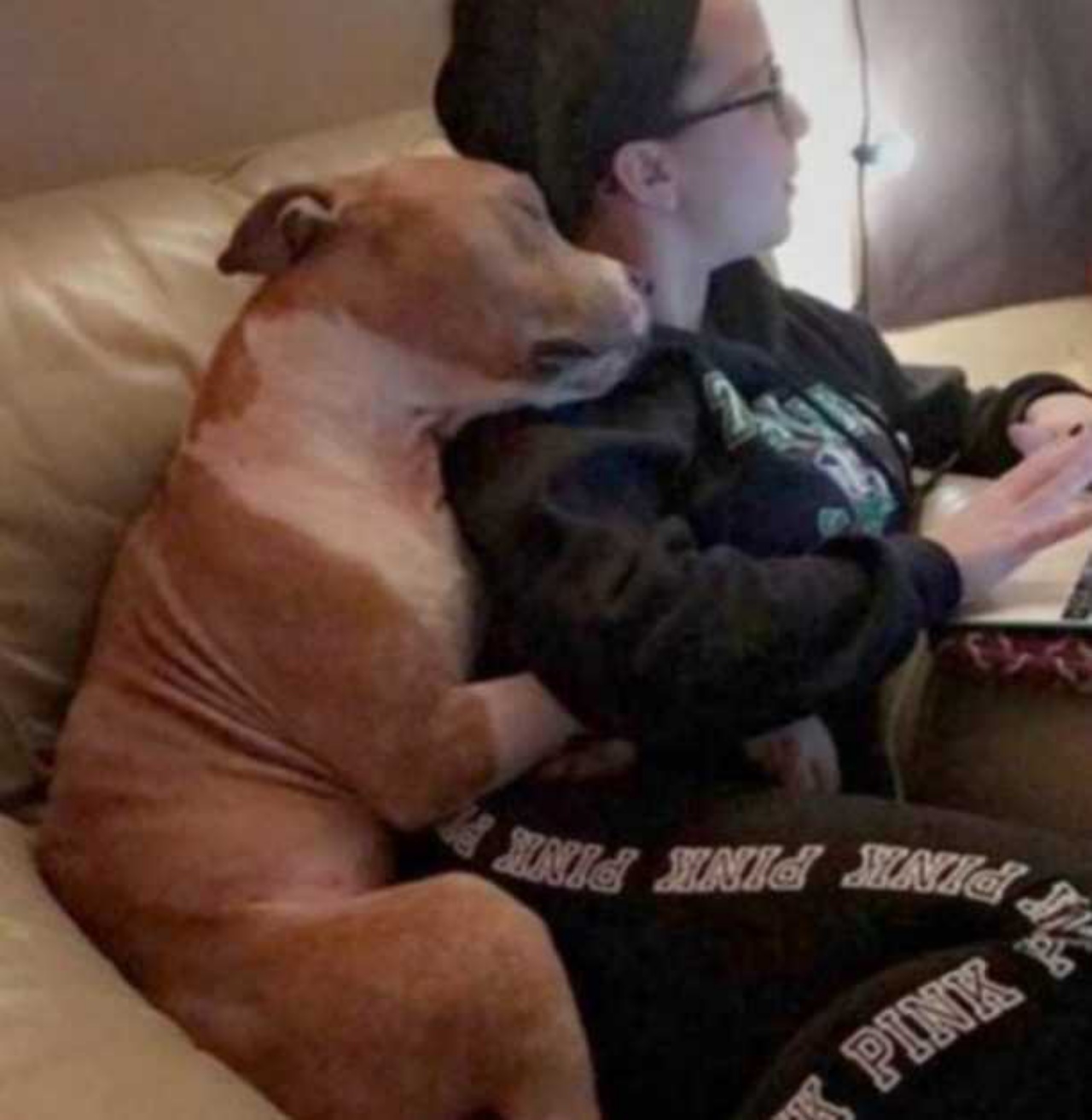 pitbull viene adottato abbraccio