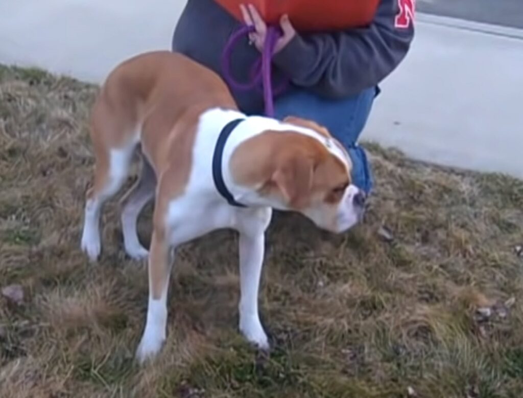 cane con nuova padrona