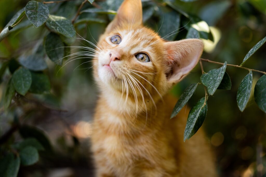 gatto tra le foglie