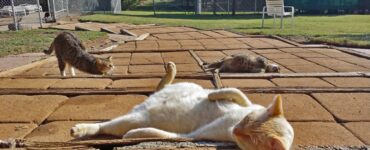 gatti stesi al sole