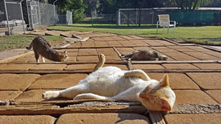 gatti stesi al sole