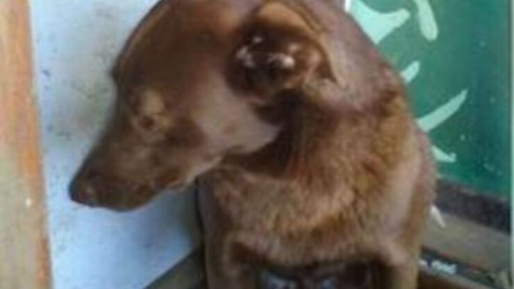una cagnolina di nome Pakita