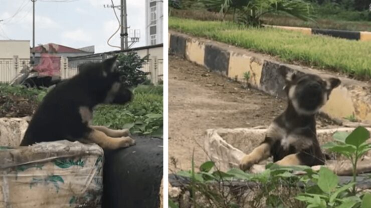 cane nella spazzatura