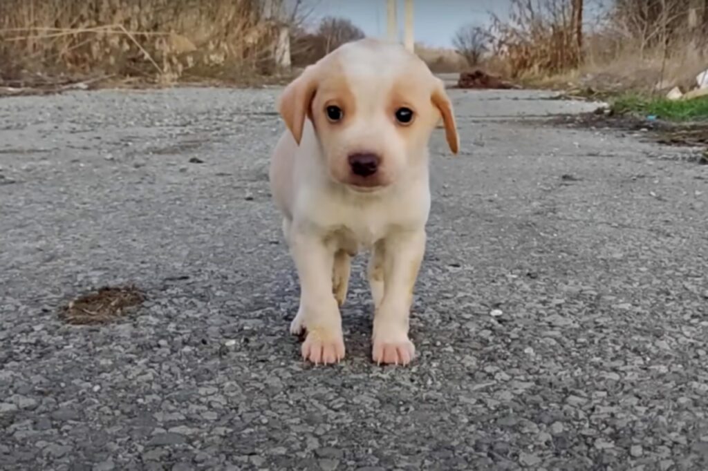 cane trovato nella spazzatura