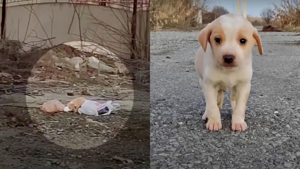 cane trovato nella spazzatura