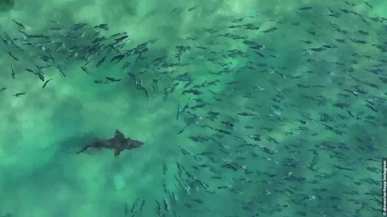 squalo nel banco di pesci
