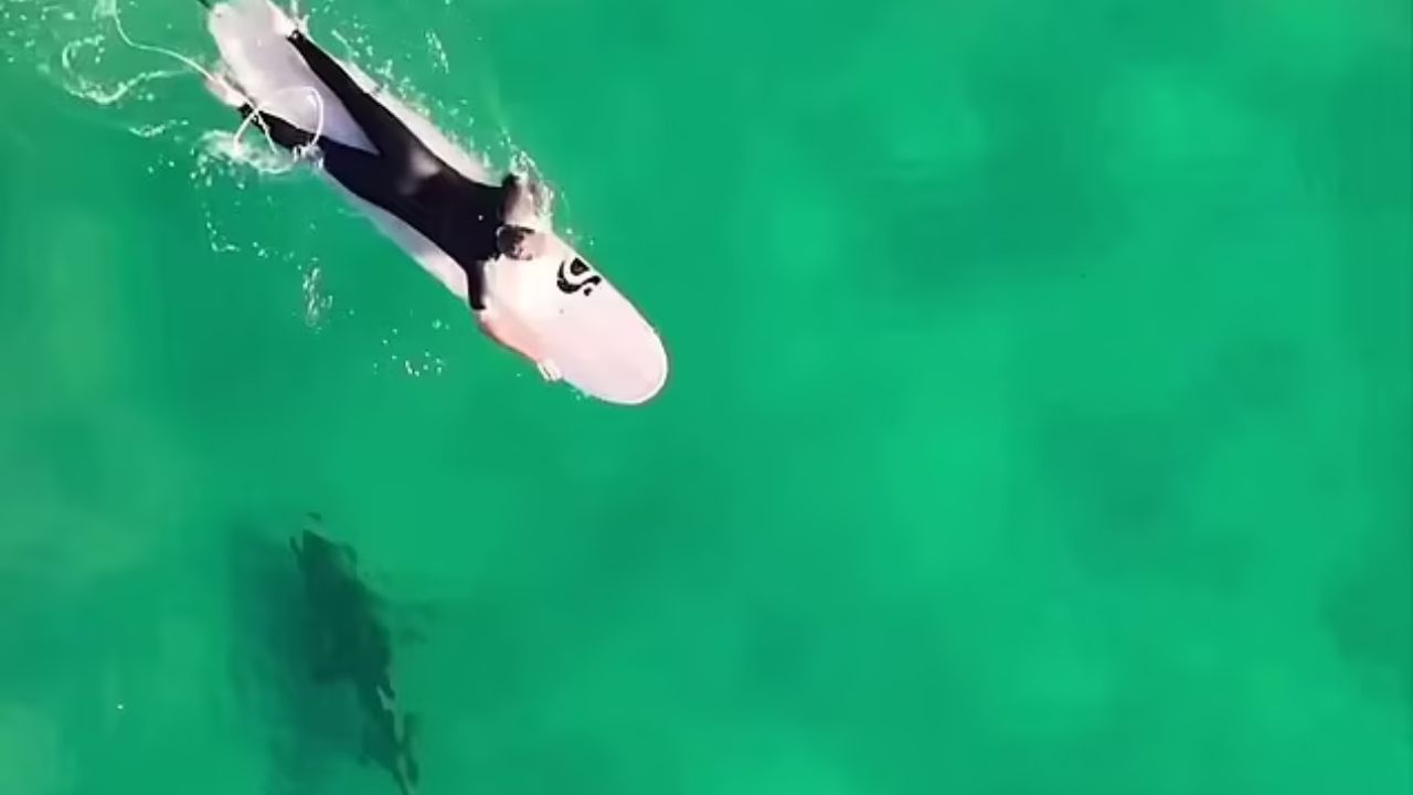 surfista con squalo