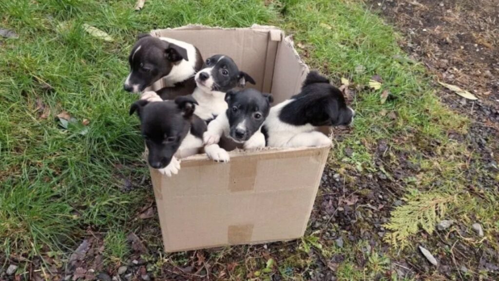 cuccioli presso una strada trafficata