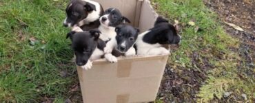 cuccioli presso una strada trafficata