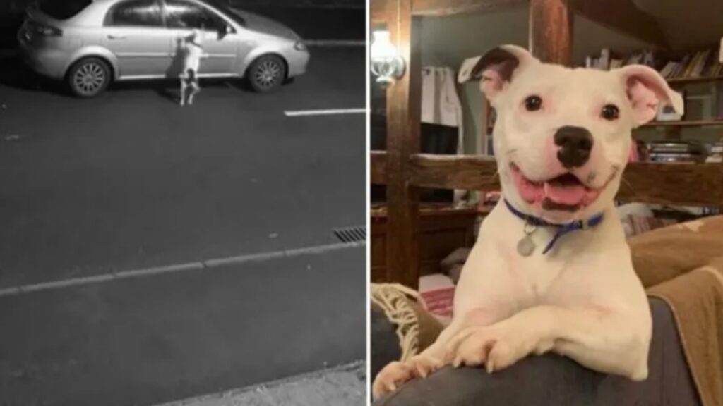 Il cane abbandonato di fronte ad una telecamera torna a sorridere