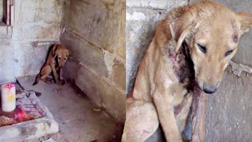 cane senzatetto rifugiato in un tempio