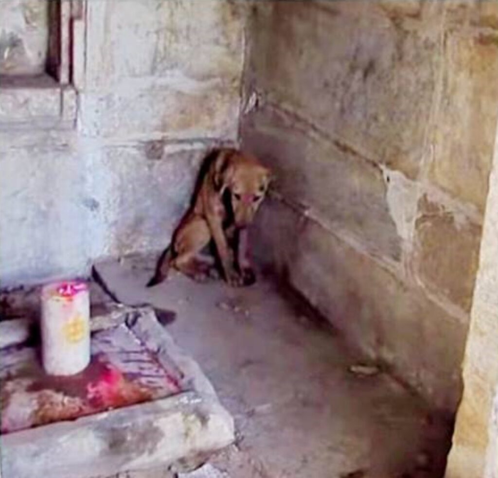 cane senzatetto rifugiato in un tempio