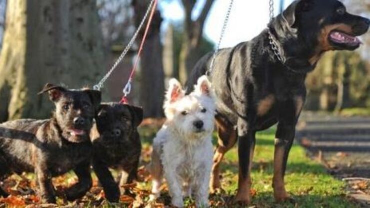 terrier e la sua famiglia