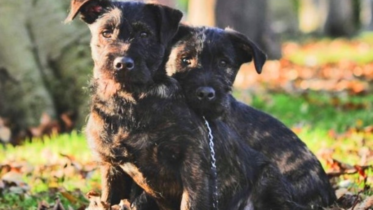 cuccioli di terrier e rottweiler