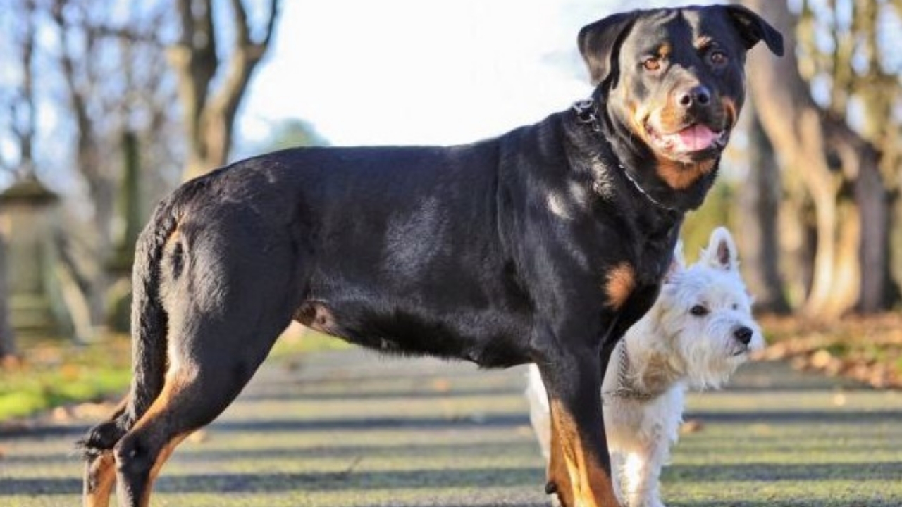 terrier e rottweiler