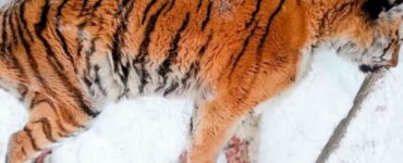 tigre siberiana ferita